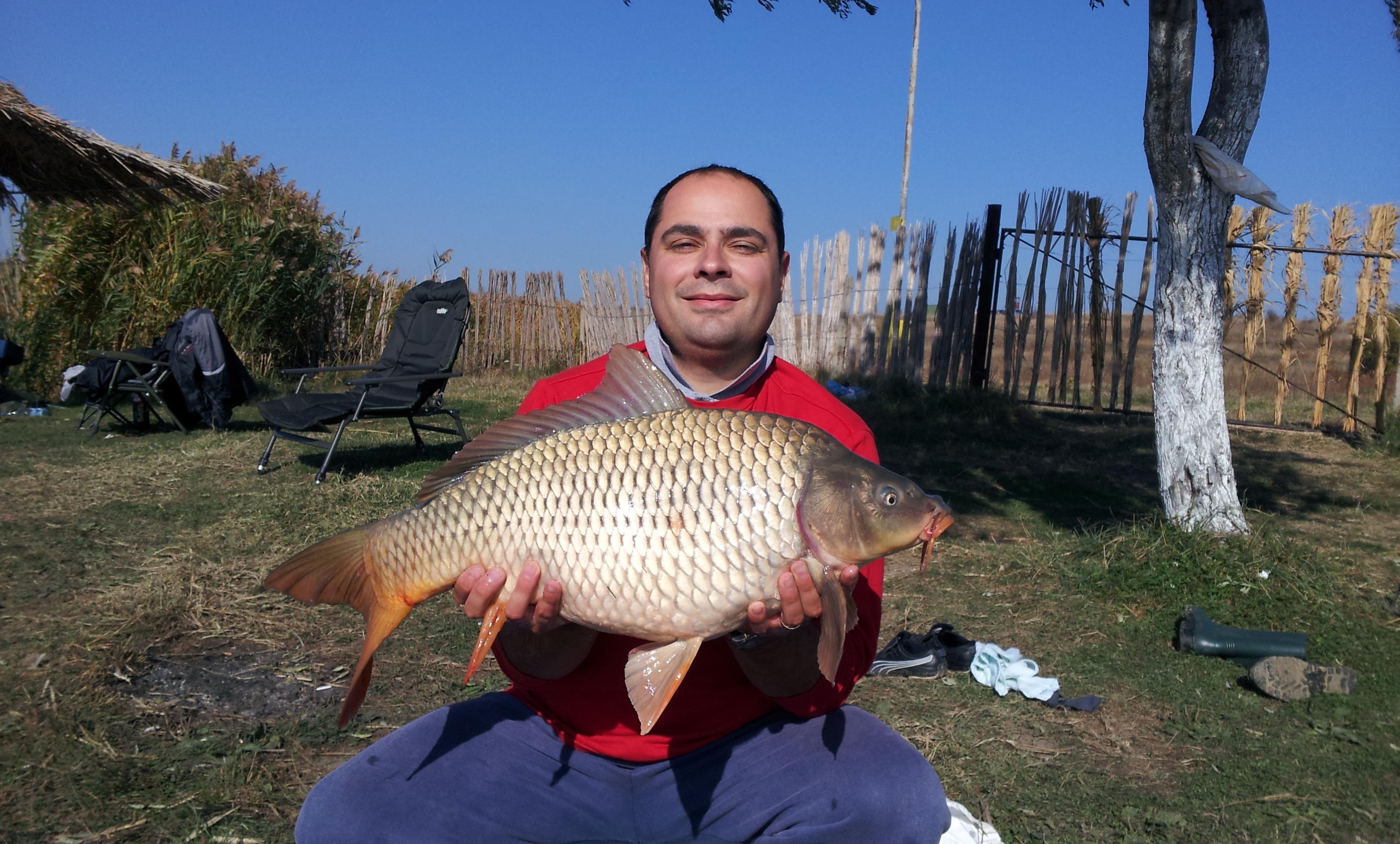 Stolnici - Romanesc 6.5 kg